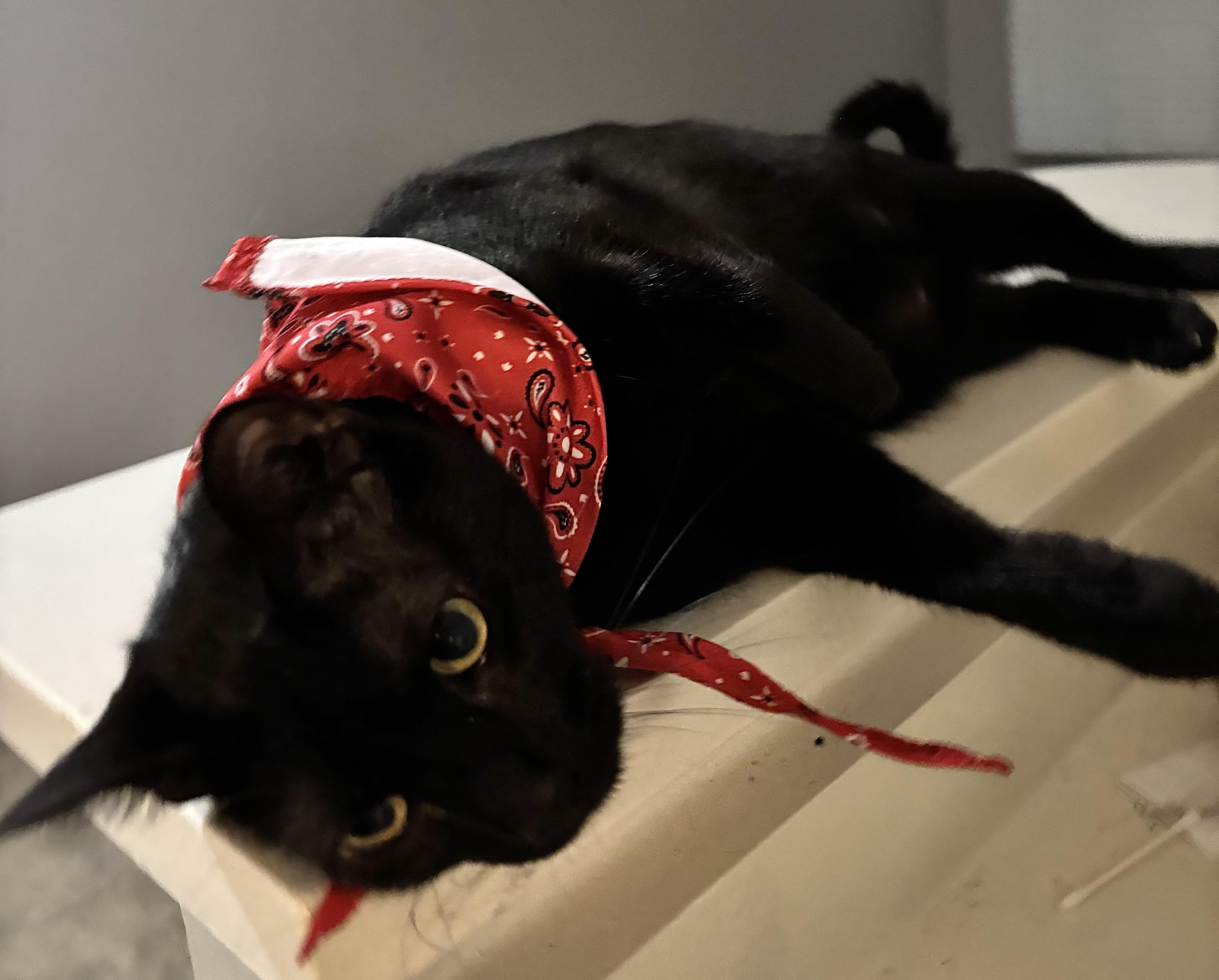 Enlarge Blackjack, a Adoptable mixed breed in Houston, TX image 5/5