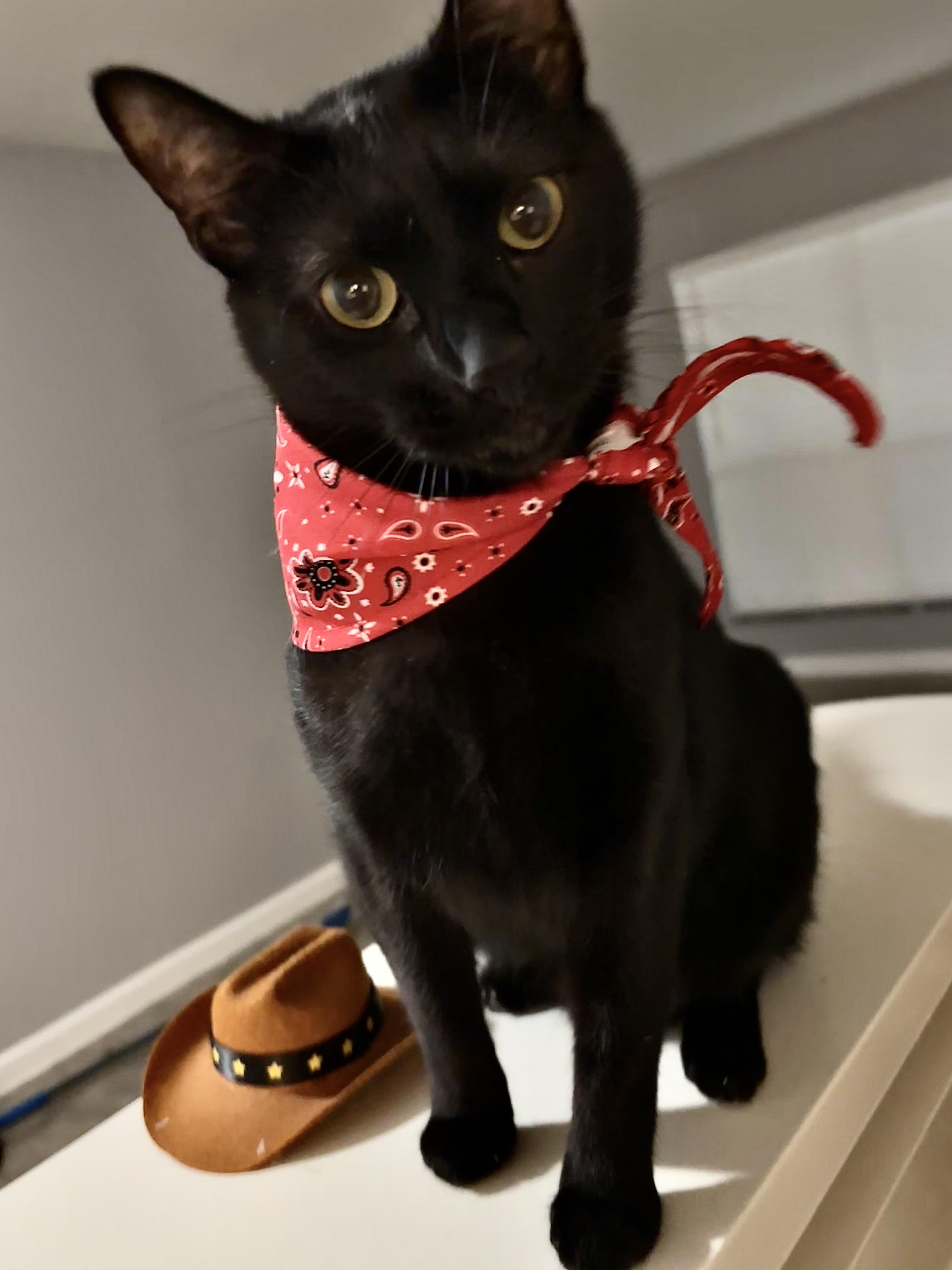 Enlarge Blackjack, a Adoptable mixed breed in Houston, TX image 2/5