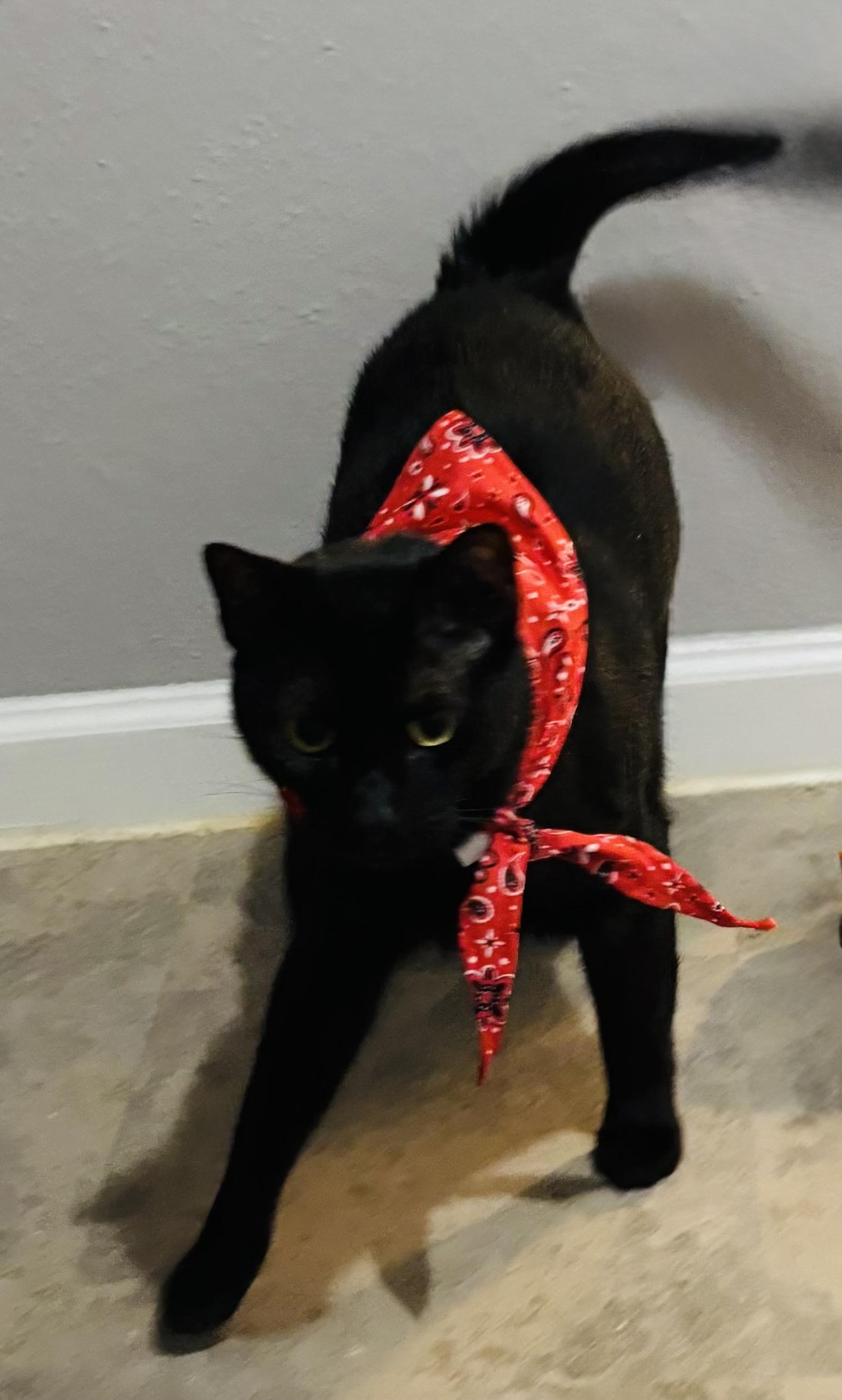 Enlarge Blackjack, a Adoptable mixed breed in Houston, TX image 3/5