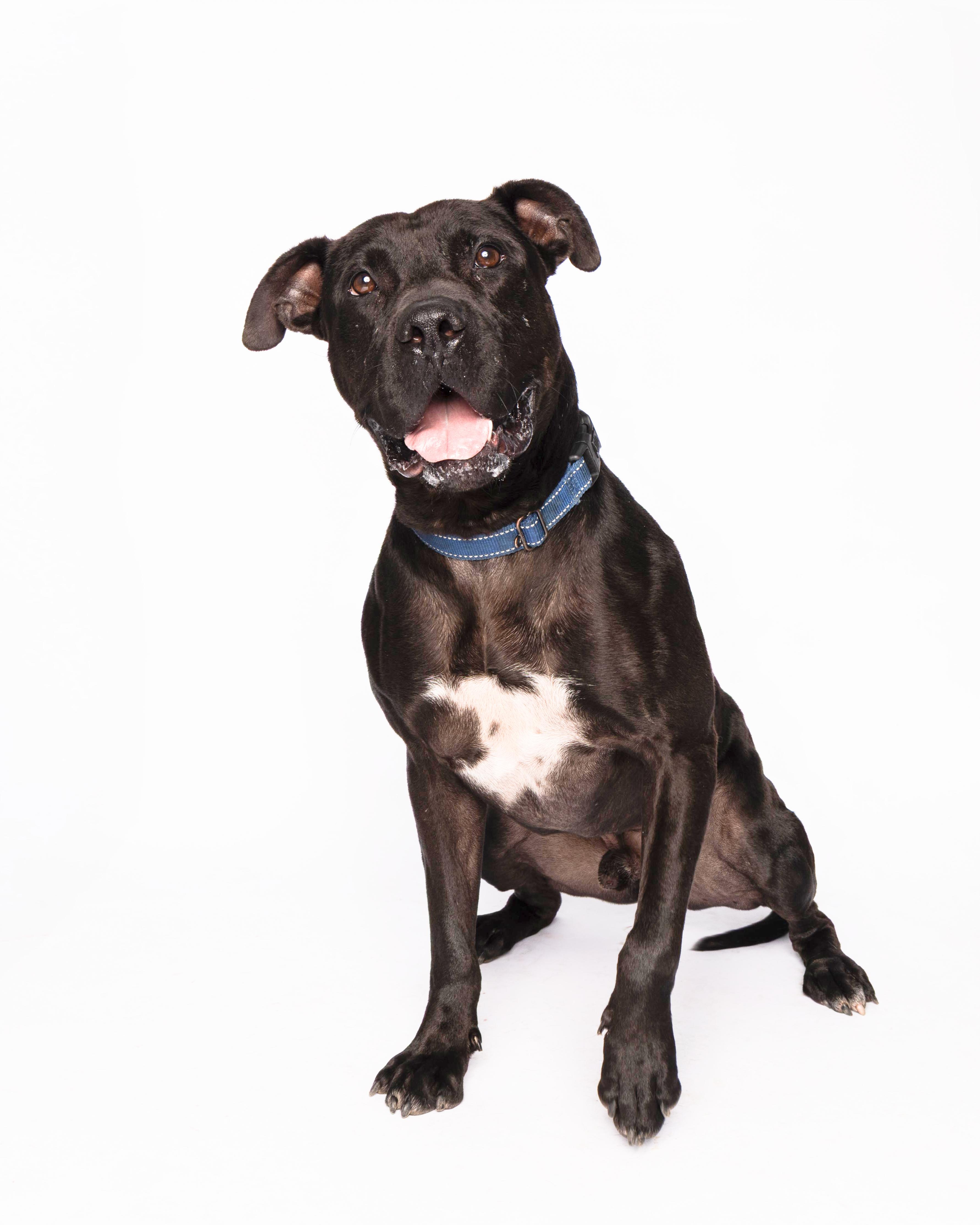 Enlarge Noodle, a Adoptable mixed breed in Waterloo, IA image 1/6