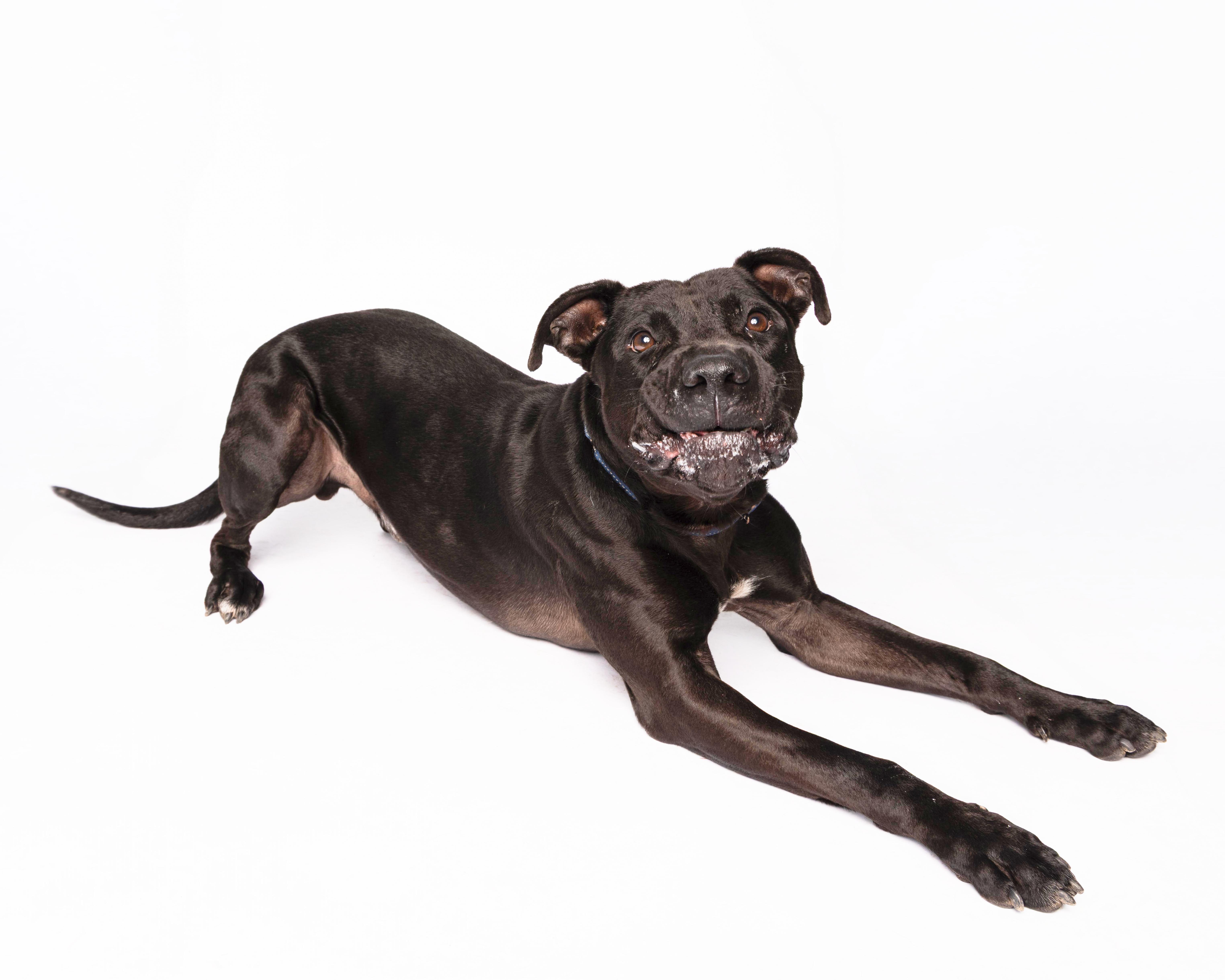 Enlarge Noodle, a Adoptable mixed breed in Waterloo, IA image 3/6