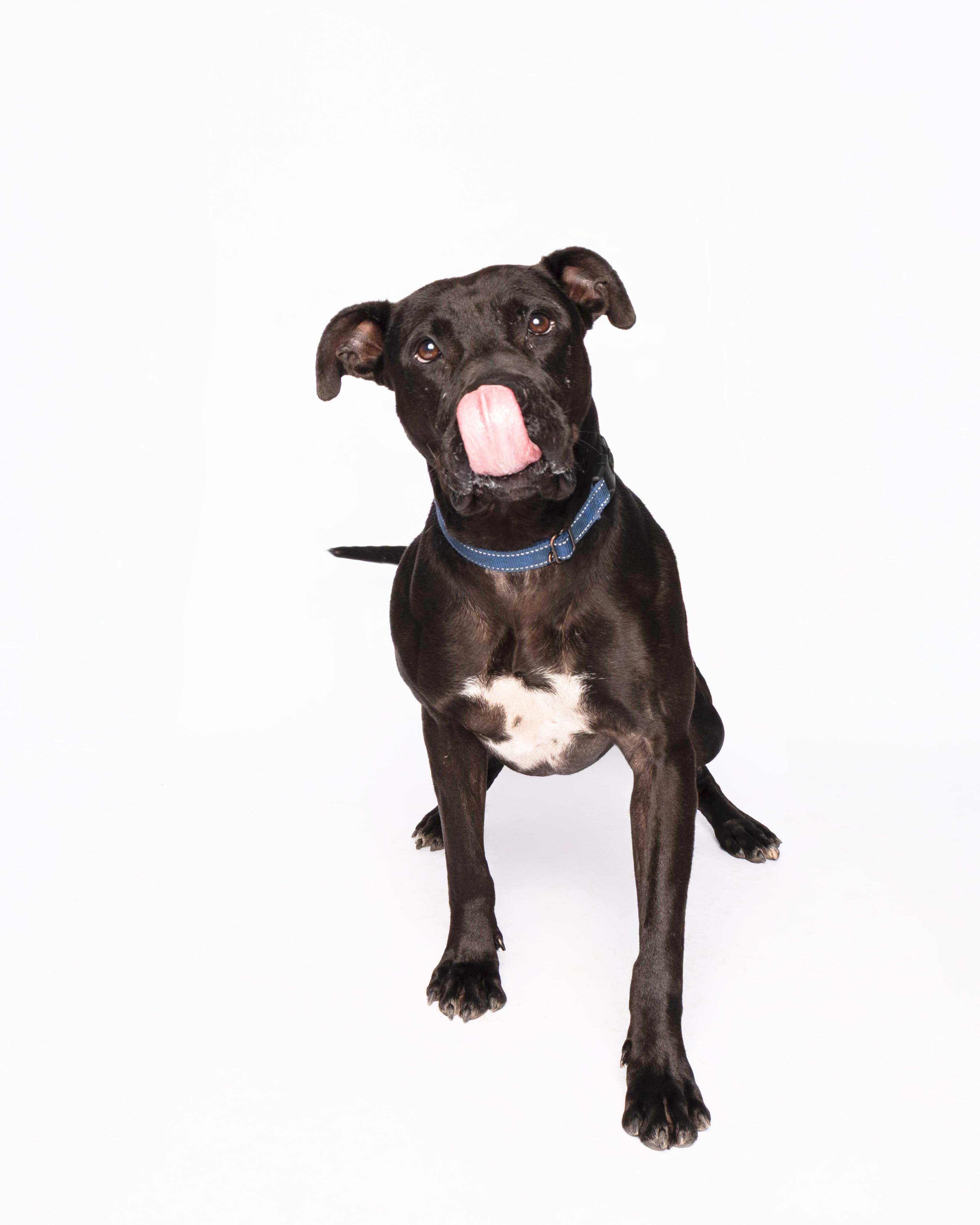 Enlarge Noodle, a Adoptable mixed breed in Waterloo, IA image 2/6