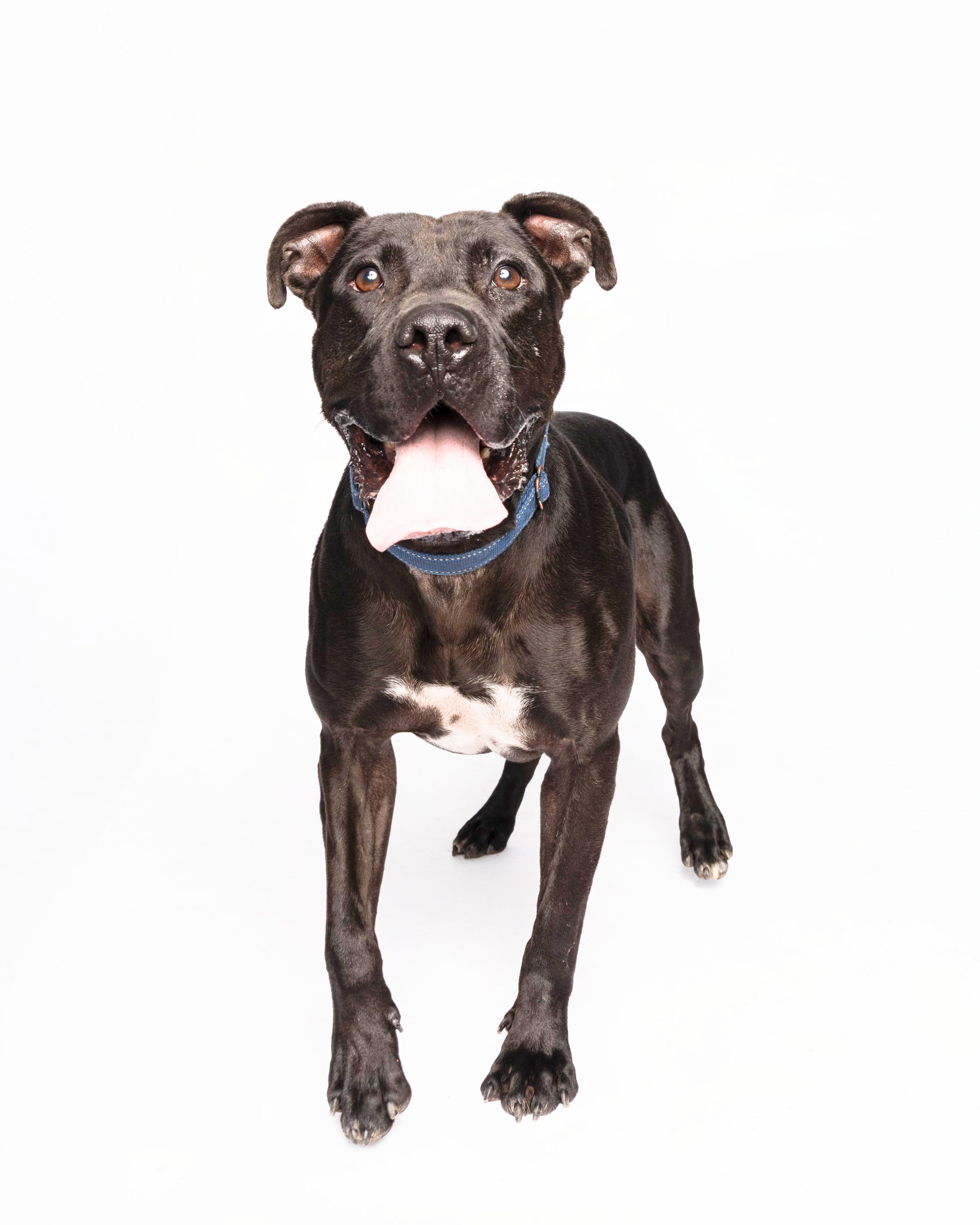 Enlarge Noodle, a Adoptable mixed breed in Waterloo, IA image 6/6