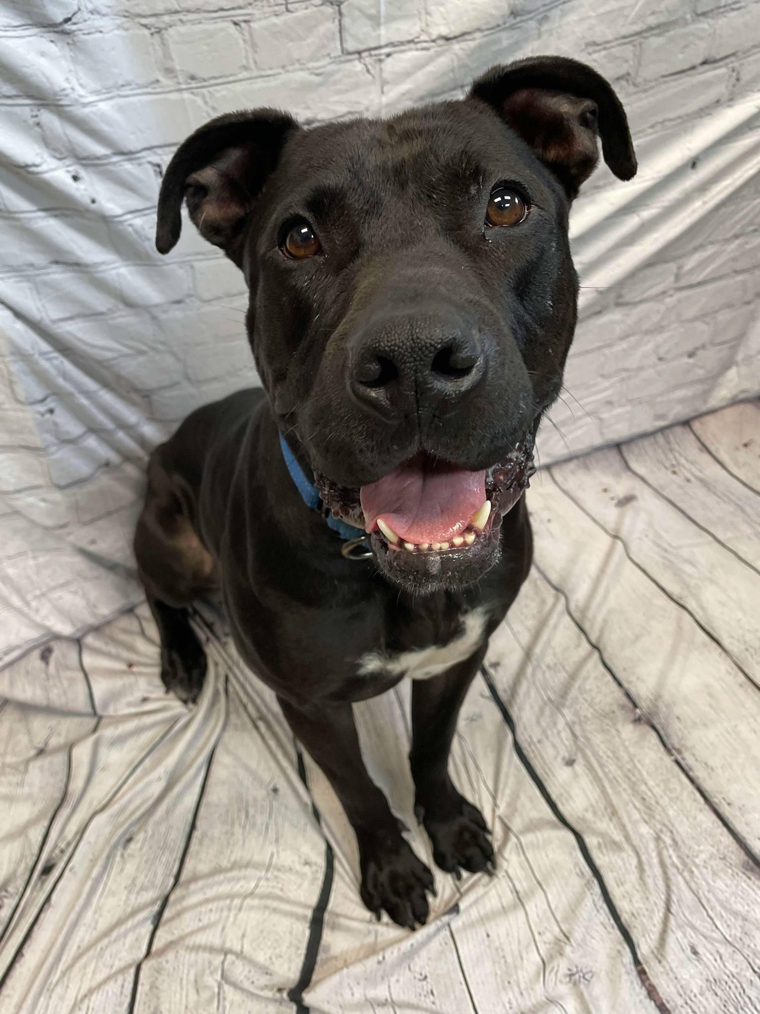 Noodle, Adoptable, Adult Male Pit Bull Terrier.