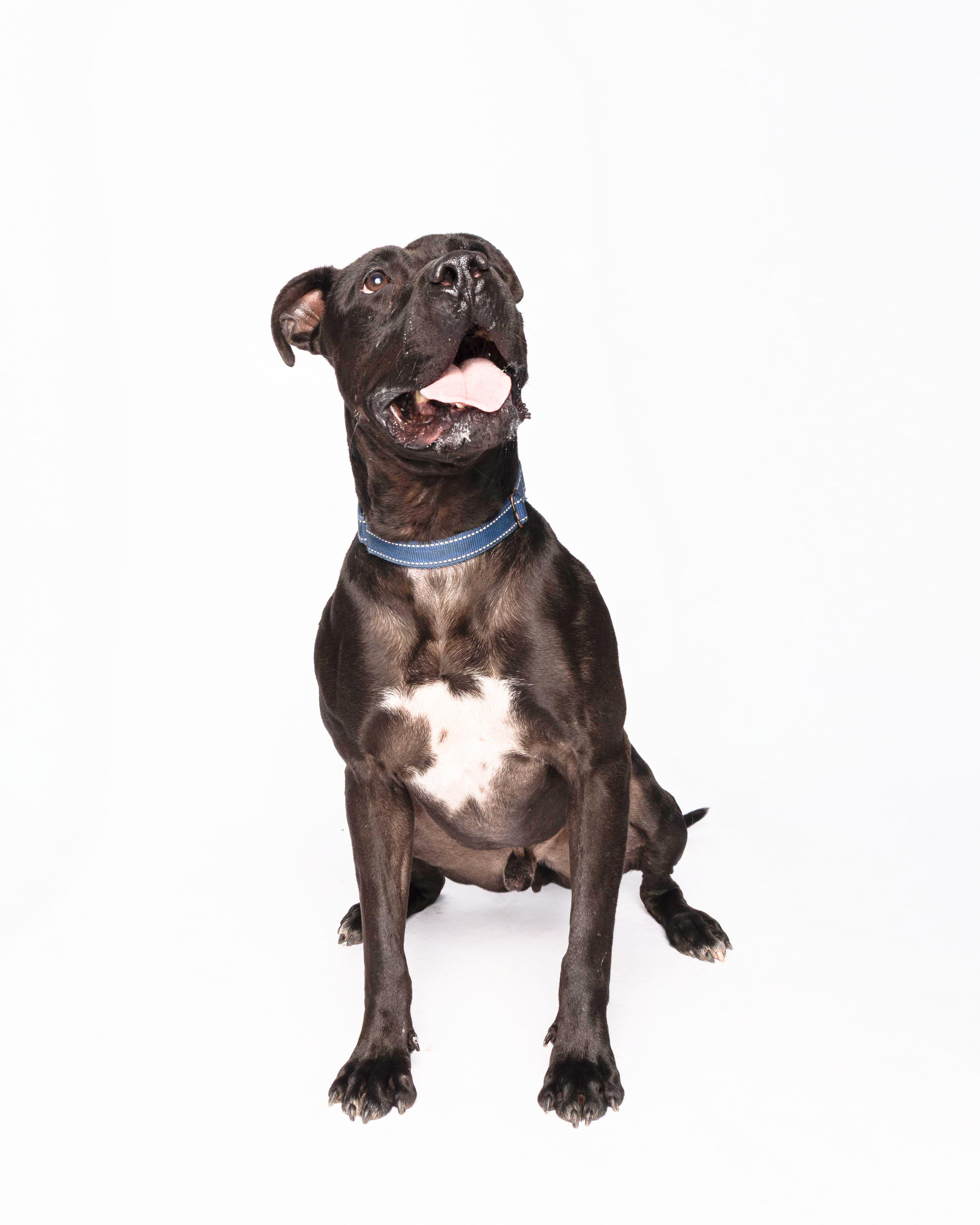 Enlarge Noodle, a Adoptable mixed breed in Waterloo, IA image 4/6