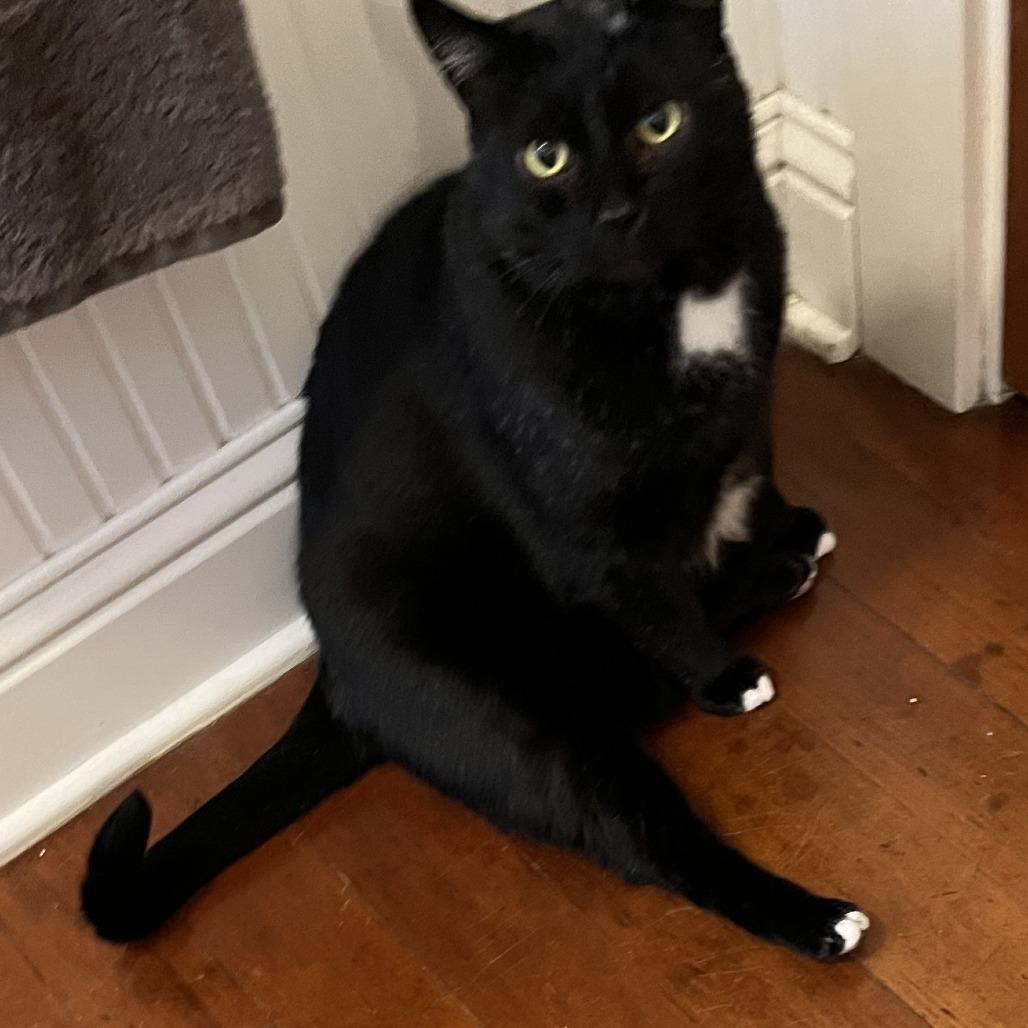 Ollie, Adoptable, Senior Male Domestic Short Hair.