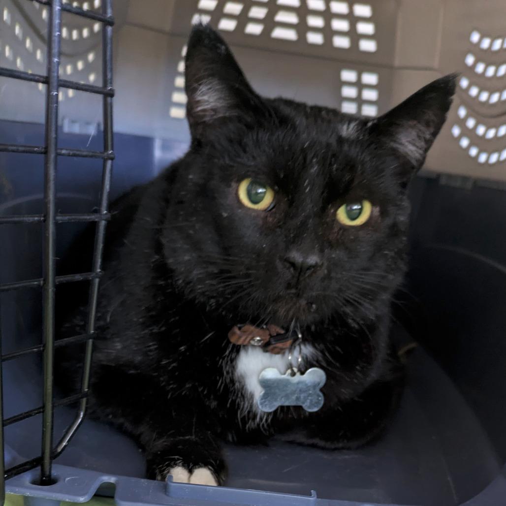 Enlarge Ollie, a Adoptable Domestic Short Hair in Portland, OR image 1/1