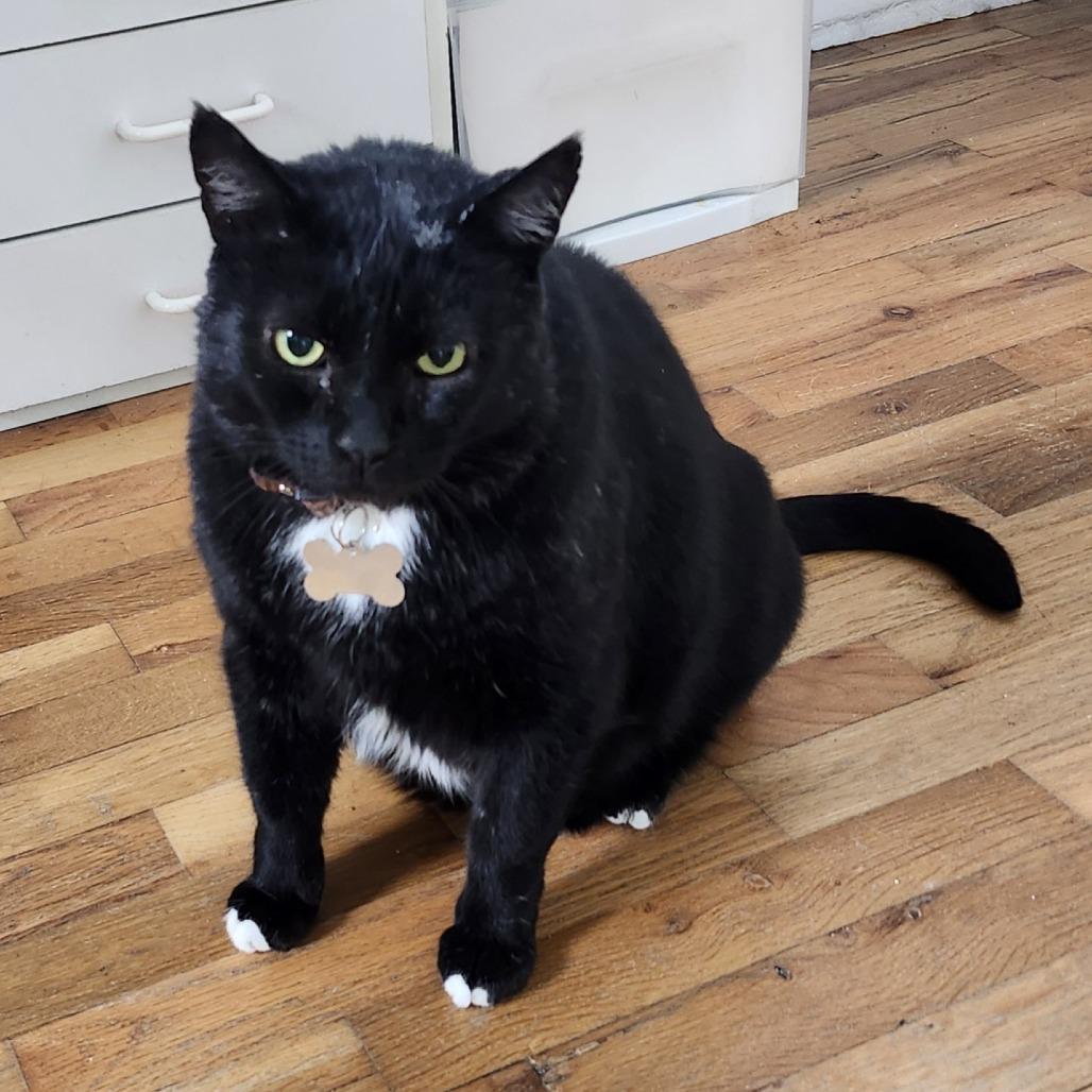 Enlarge Ollie, a Adoptable Domestic Short Hair in Portland, OR image 3/3