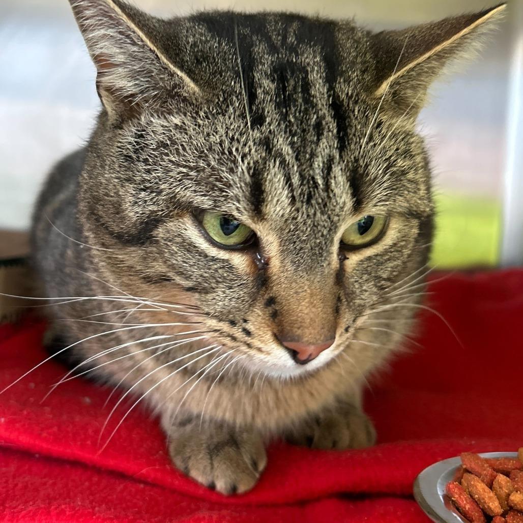 Rocky, Adoptable, Young Male Domestic Short Hair.