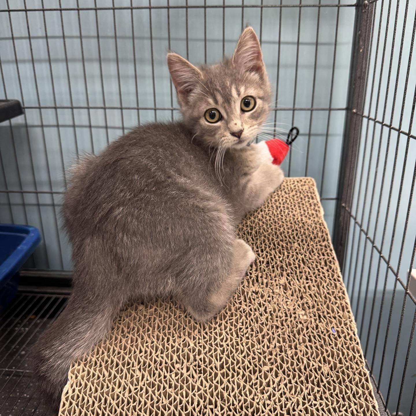 Enlarge Maple, an adopted Domestic Short Hair in Morris, MN image 2/3