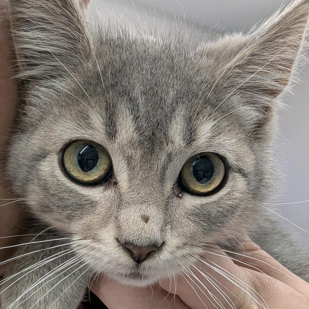 Maple, adopted, Kitten Female Domestic Short Hair.
