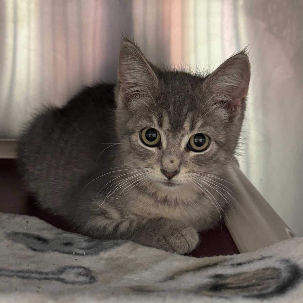 Enlarge Maple, an adopted Domestic Short Hair in Morris, MN image 3/3