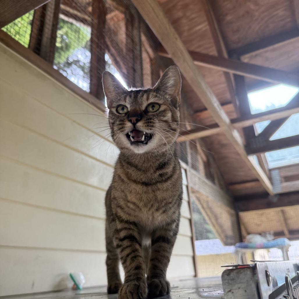 Xena, Adoptable, Young Female Domestic Short Hair.