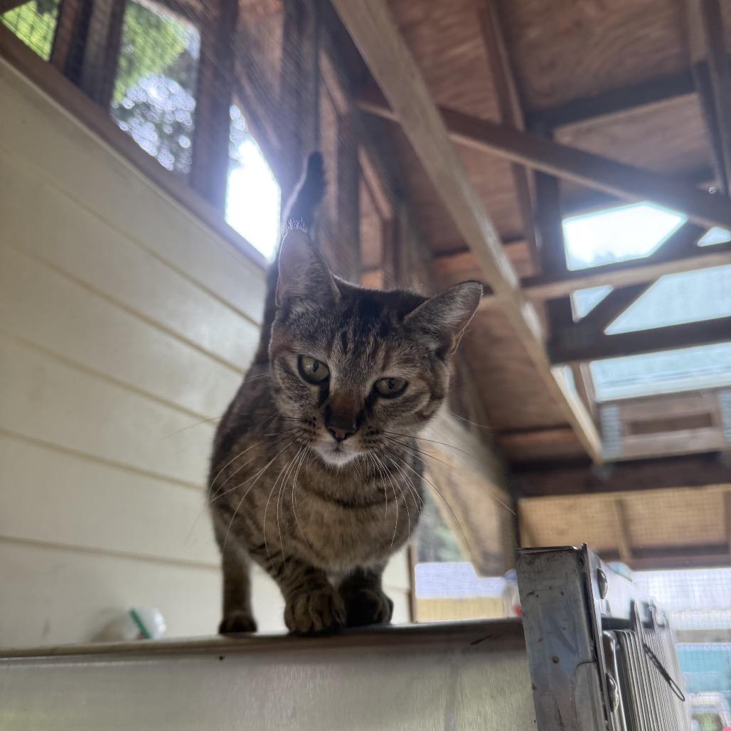 Xena, a Adoptable Domestic Short Hair in Fort Bragg, CA image 2/4