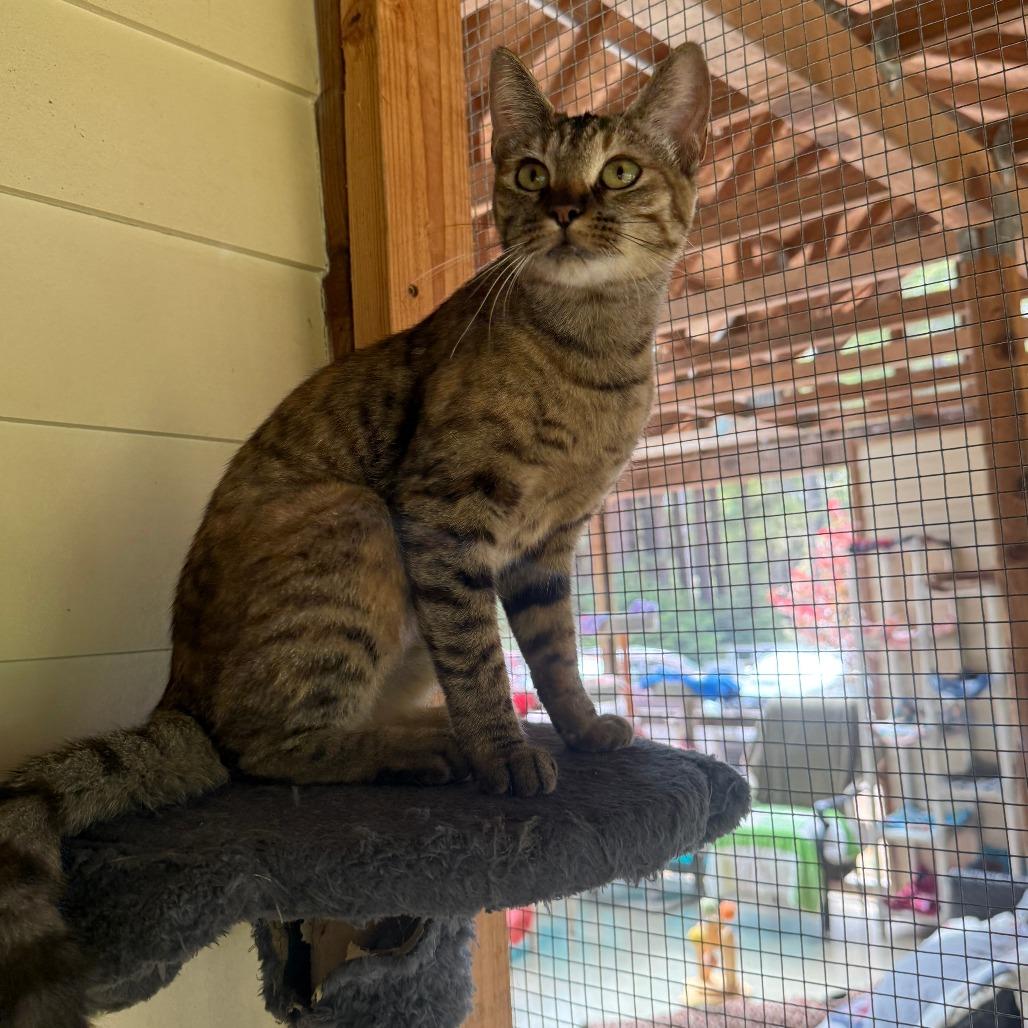 Enlarge Xena, a Adoptable Domestic Short Hair in Fort Bragg, CA image 2/2