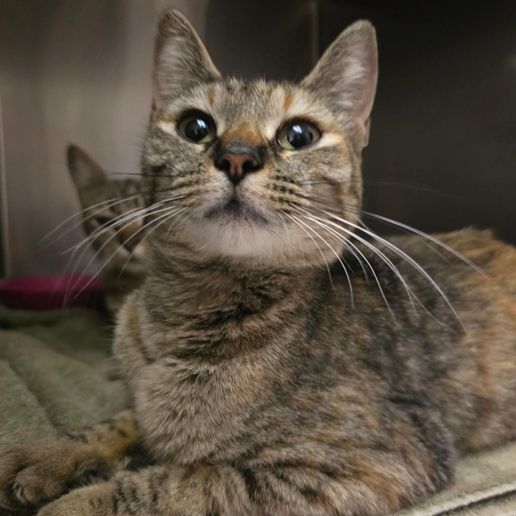 Xena, a Adoptable Domestic Short Hair in Fort Bragg, CA image 3/4