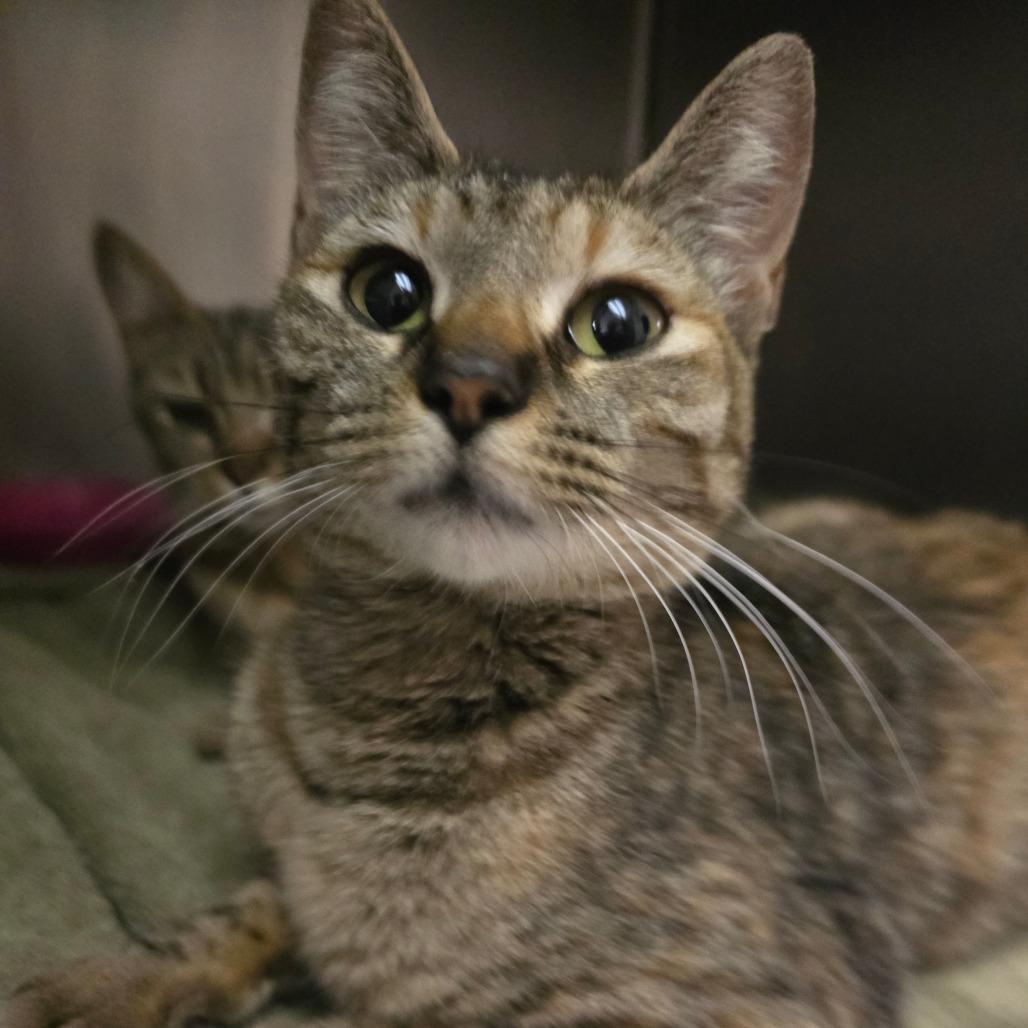 Xena, a Adoptable Domestic Short Hair in Fort Bragg, CA image 4/4