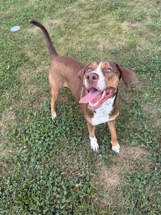 Enlarge Cerberus, a Adoptable mixed breed in Columbus, IN image 1/3