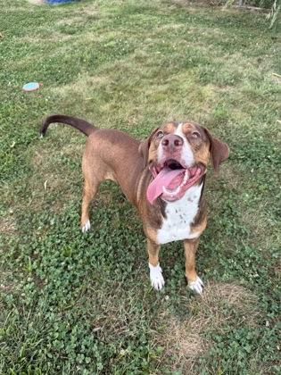 Enlarge Cerberus, a Adoptable mixed breed in Columbus, IN image 2/3