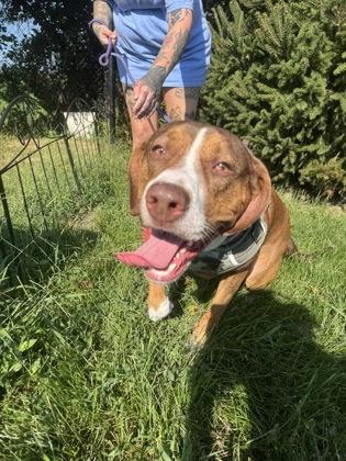 Enlarge Cerberus, a Adoptable mixed breed in Columbus, IN image 3/3
