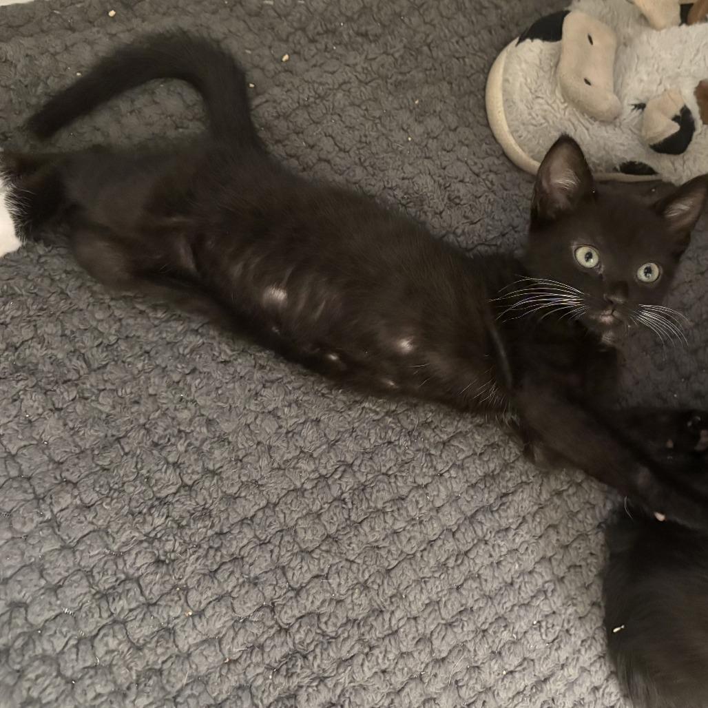Bolillo, Adoptable, Kitten Male Domestic Short Hair.