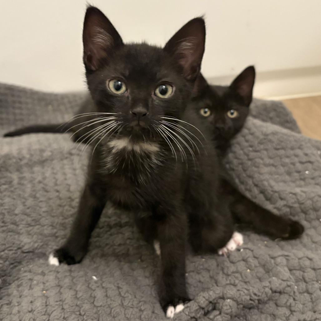 Enlarge Bolillo, a Adoptable Domestic Short Hair in Los Angeles, CA image 2/6