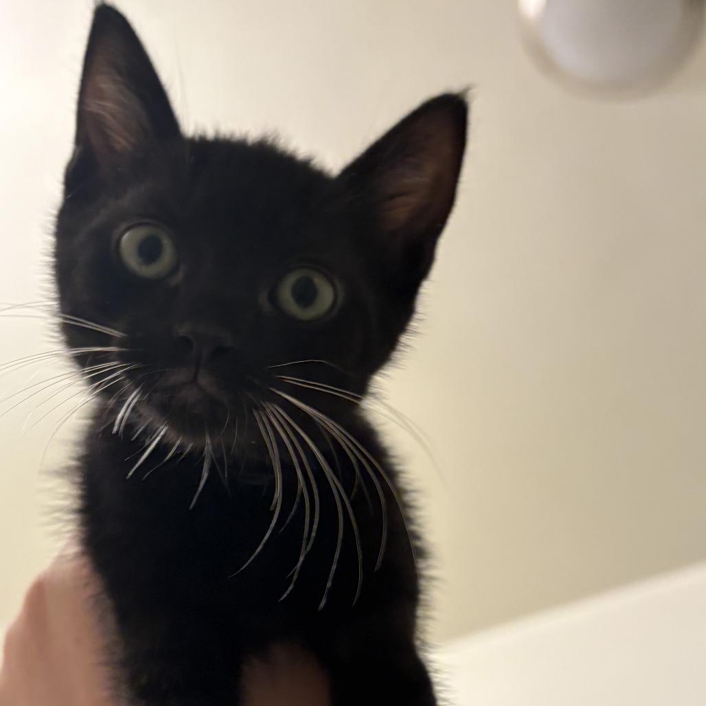 Enlarge Bolillo, a Adoptable Domestic Short Hair in Los Angeles, CA image 3/6