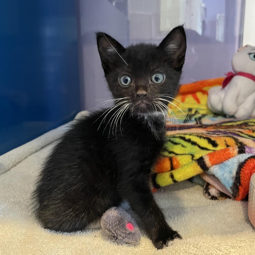 Enlarge Bolillo, a Adoptable Domestic Short Hair in Los Angeles, CA image 4/6