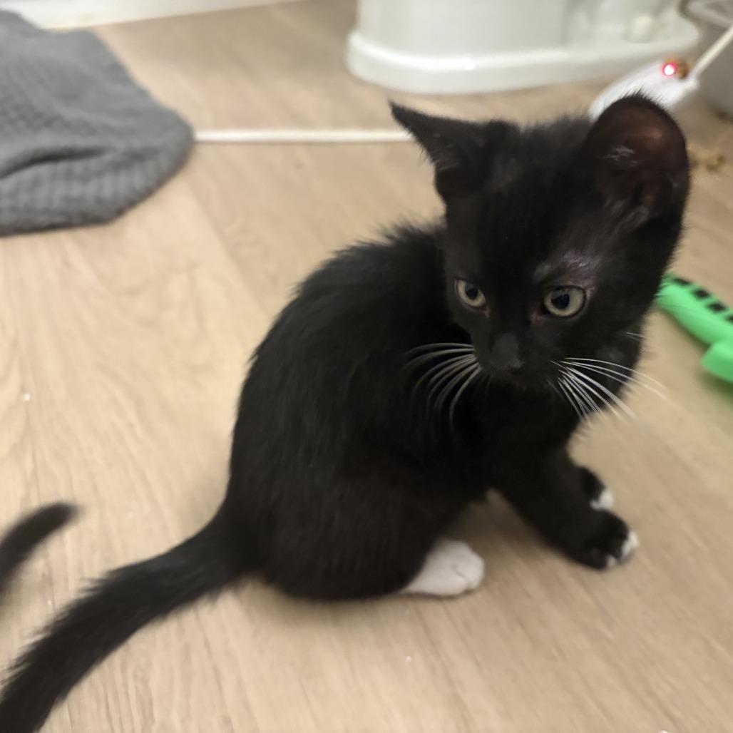Enlarge Bolillo, a Adoptable Domestic Short Hair in Los Angeles, CA image 5/6