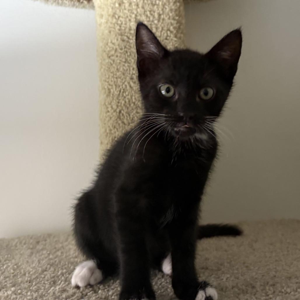 Enlarge Bolillo, a Adoptable Domestic Short Hair in Los Angeles, CA image 6/6