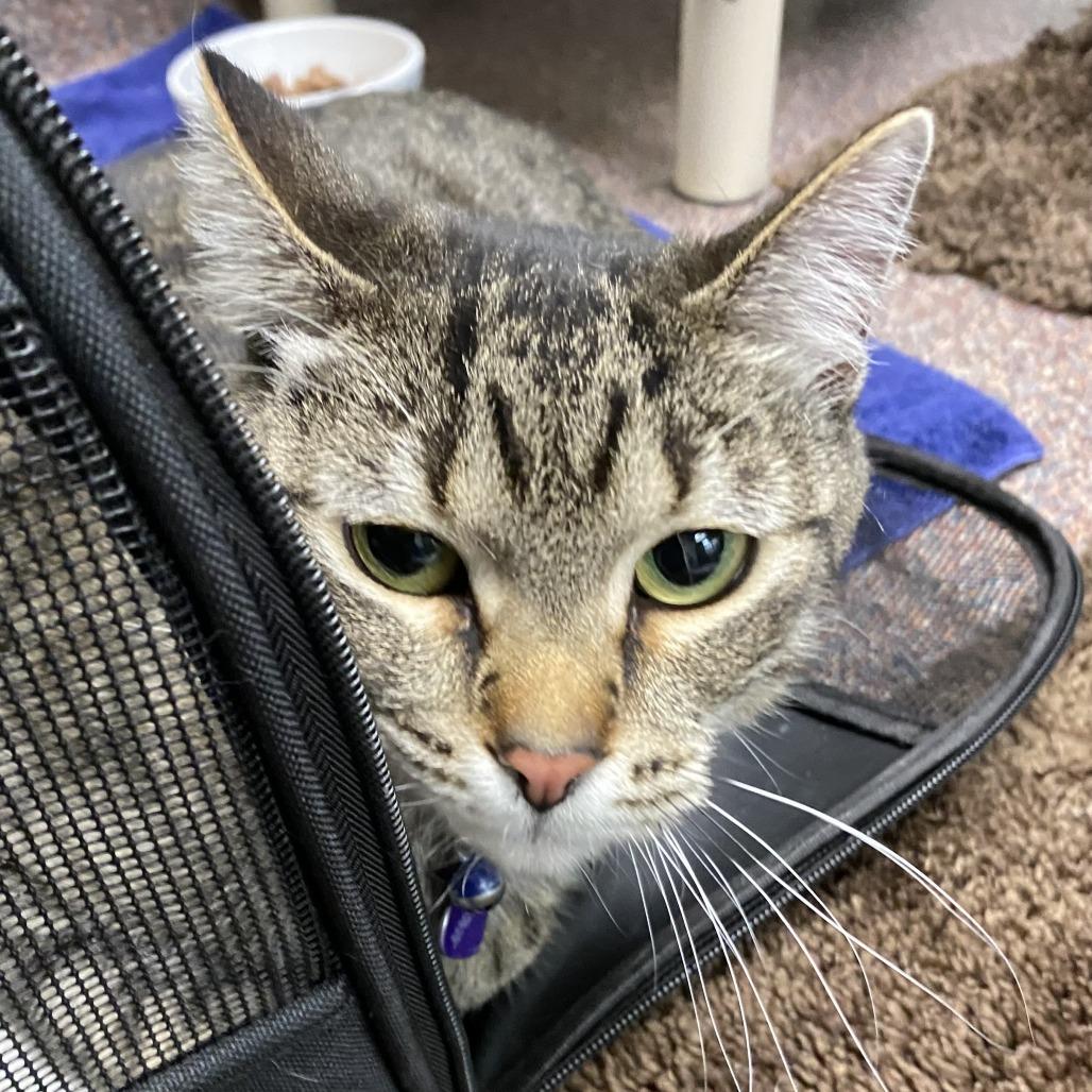 Enlarge Sapphire, a Adoptable Domestic Short Hair in Cheyenne, WY image 1/1