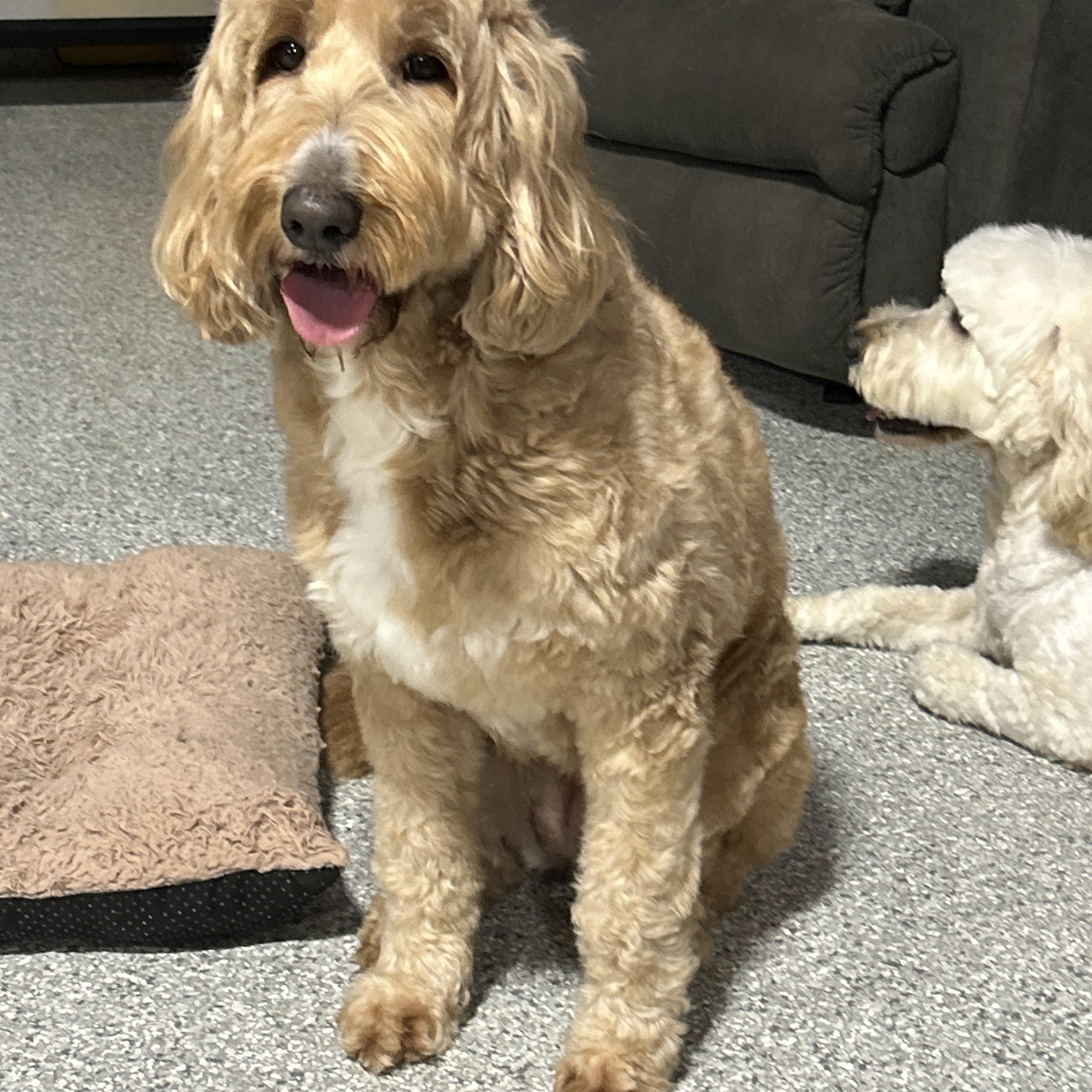 Enlarge Lilly 53 lbs, a Adoptable Goldendoodle in Antwerp, OH image 3/4