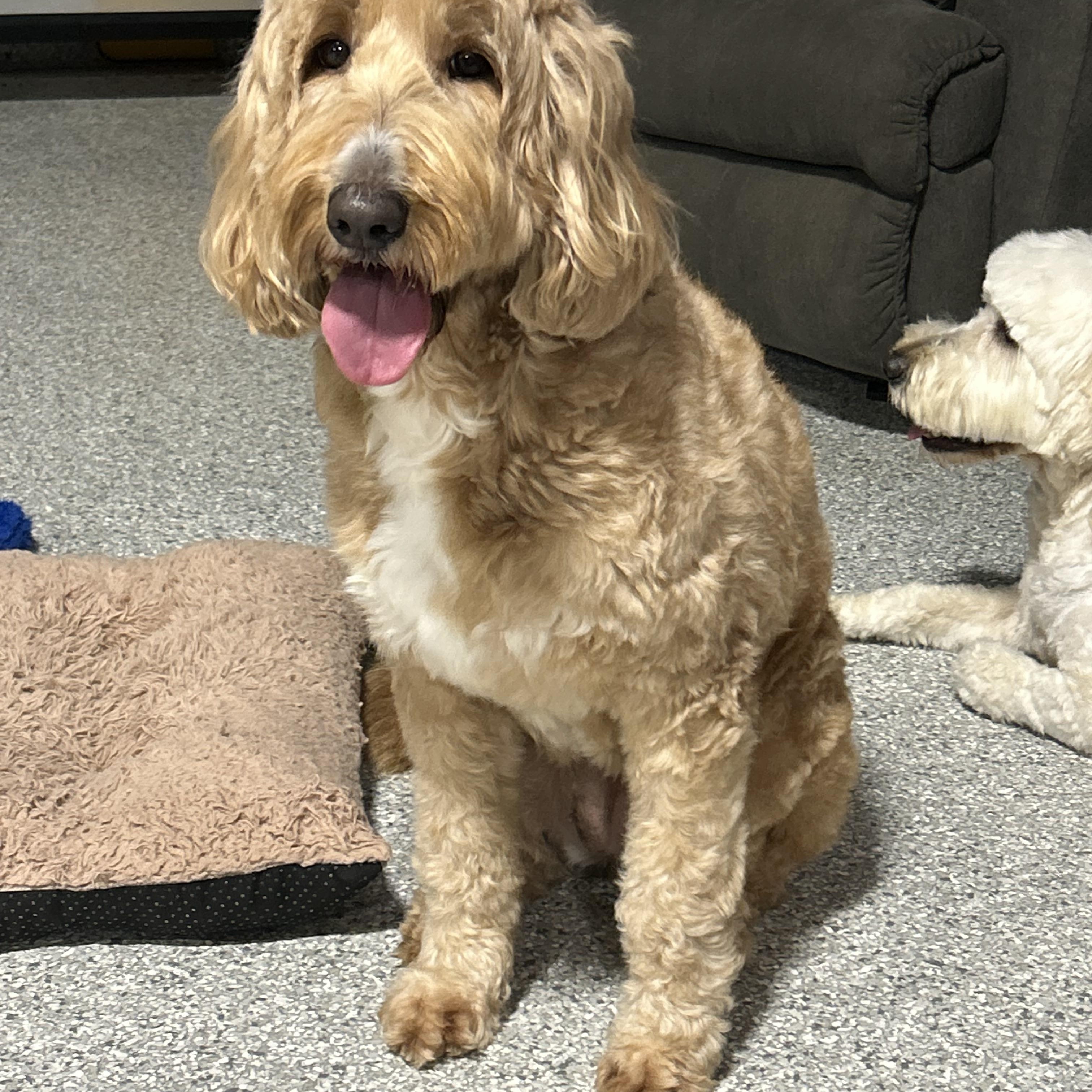 Enlarge Lilly 53 lbs, a Adoptable Goldendoodle in Antwerp, OH image 2/4