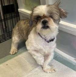 Enlarge Molly, an adopted Shih Tzu in Sudbury, MA image 1/2