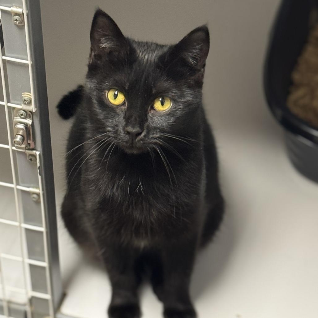 Wynona, Adoptable, Young Female American Shorthair.