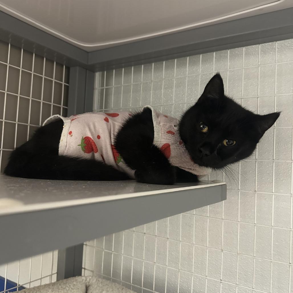 Enlarge Wynona, a Adoptable American Shorthair in Blue Ridge, GA image 1/3