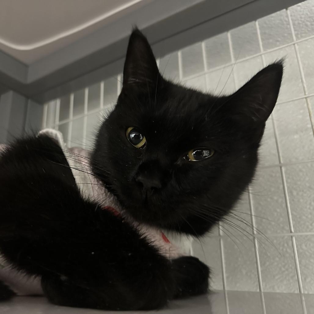 Enlarge Wynona, a Adoptable American Shorthair in Blue Ridge, GA image 2/3