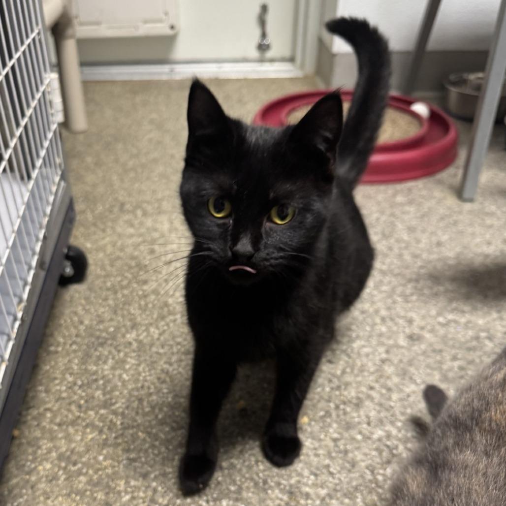 Enlarge Wynona, a Adoptable American Shorthair in Blue Ridge, GA image 3/3