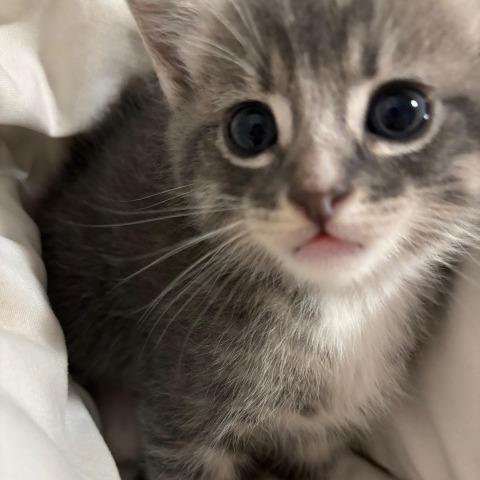 Enlarge Clay, a Adoptable Domestic Short Hair in Baytown, TX image 1/6