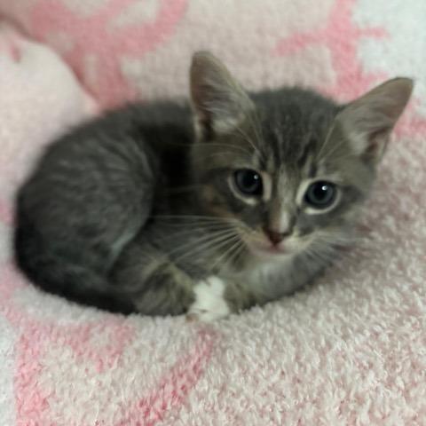 Enlarge Clay, a Adoptable Domestic Short Hair in Baytown, TX image 2/6
