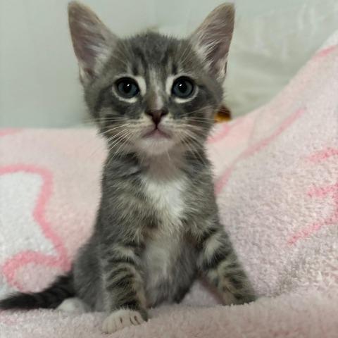 Enlarge Clay, a Adoptable Domestic Short Hair in Baytown, TX image 3/6