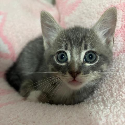 Enlarge Clay, a Adoptable Domestic Short Hair in Baytown, TX image 4/6