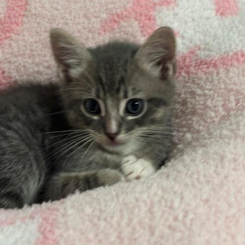 Enlarge Clay, a Adoptable Domestic Short Hair in Baytown, TX image 5/6