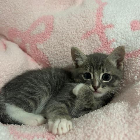 Enlarge Clay, a Adoptable Domestic Short Hair in Baytown, TX image 6/6