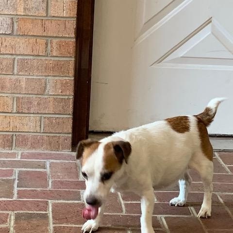 Enlarge Baby, a Adoptable Jack Russell Terrier in Conshohocken, PA image 3/3