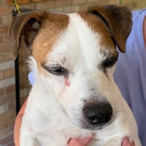 Enlarge Baby, a Adoptable Jack Russell Terrier in Conshohocken, PA image 2/3