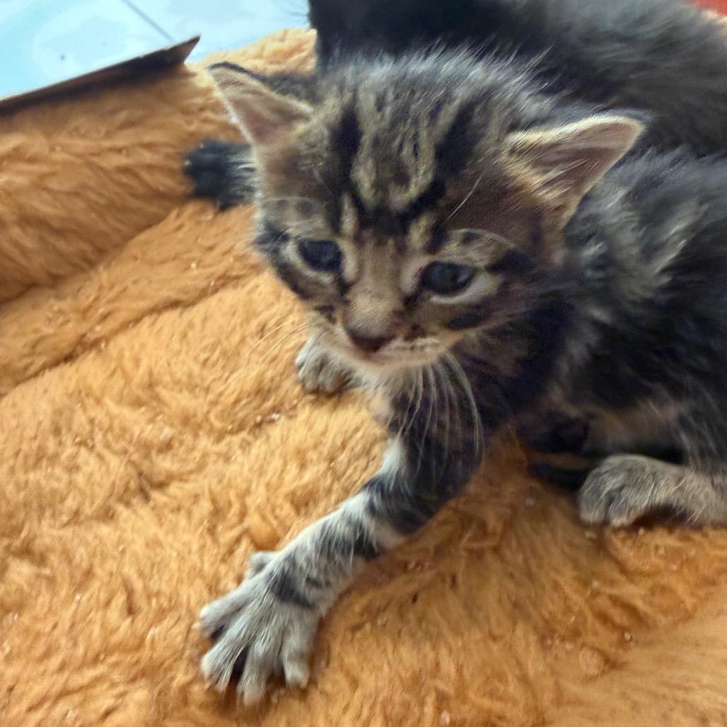 Oak, Adoptable, Kitten Female Domestic Medium Hair.