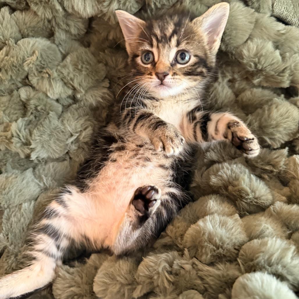 Oak, a Adoptable Domestic Medium Hair in Missouri City, TX image 2/2
