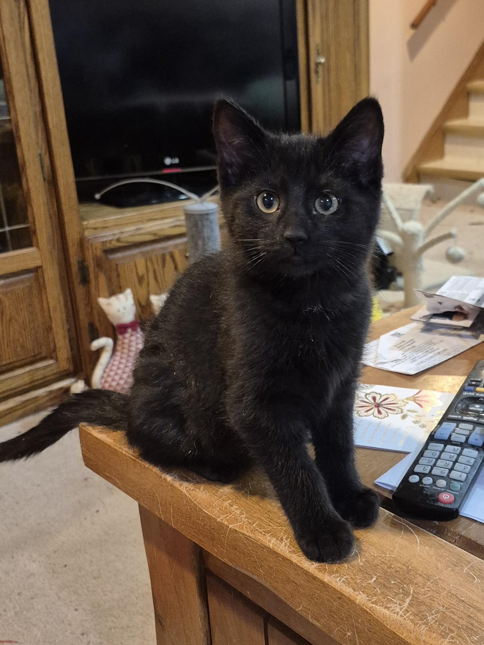 Enlarge Onyx, an adopted Domestic Short Hair in Milwaukee, WI image 4/6