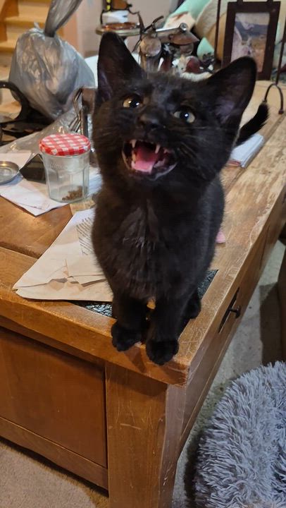 Enlarge Onyx, an adopted Domestic Short Hair in Milwaukee, WI video 6/6